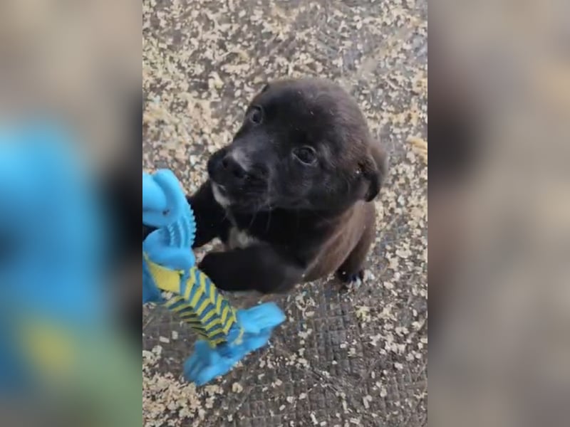 süße LIA❤️kleines Energiebündel sucht ein Für-Immer-Körbchen