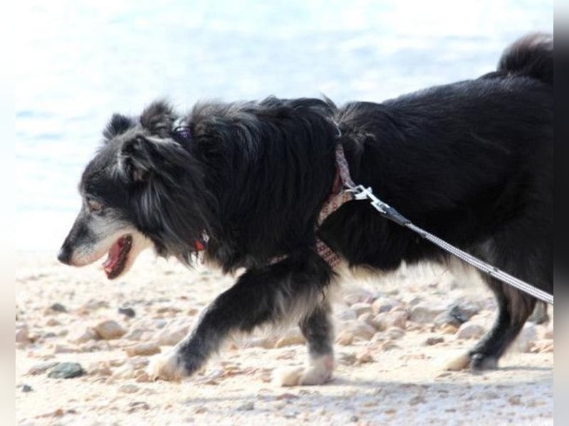 Neno ❤️ vital, neugierig + katzenverträgl.
