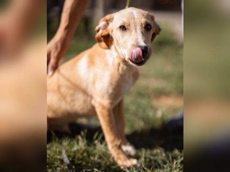 Hachiko ❤️ so lebensfroh und aktiv!
