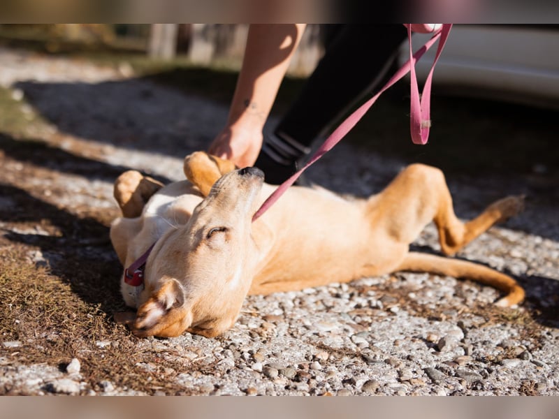 Hachiko ❤️ so lebensfroh und aktiv!