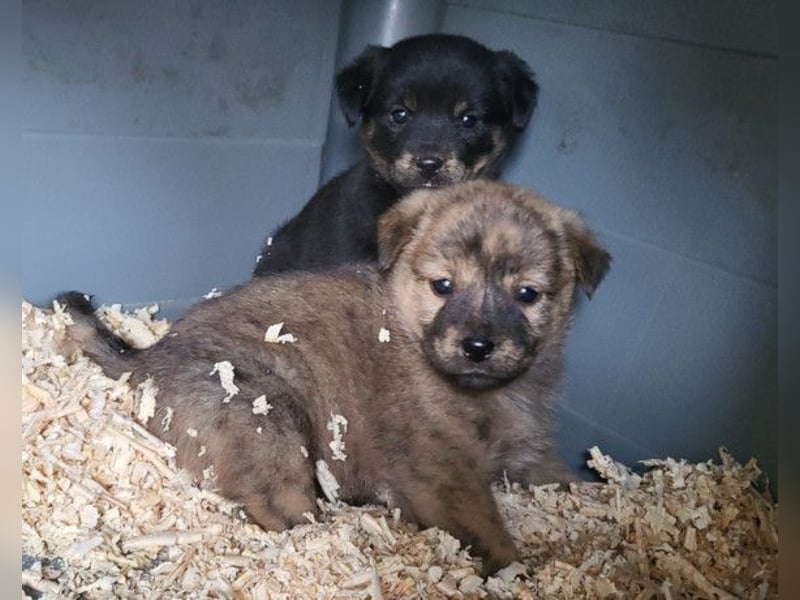 Timmy ❤️ junger, aktiver, so lieber Bub!