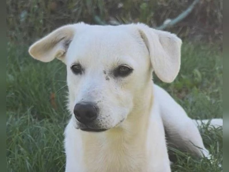 Belle ❤️ süßes, verspieltes Hundemädchen Belle ❤️ süßes, verspieltes Hundemädchen