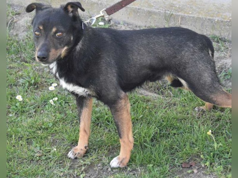 Rio ❤️ freundlicher Herzenshund sucht Familie!