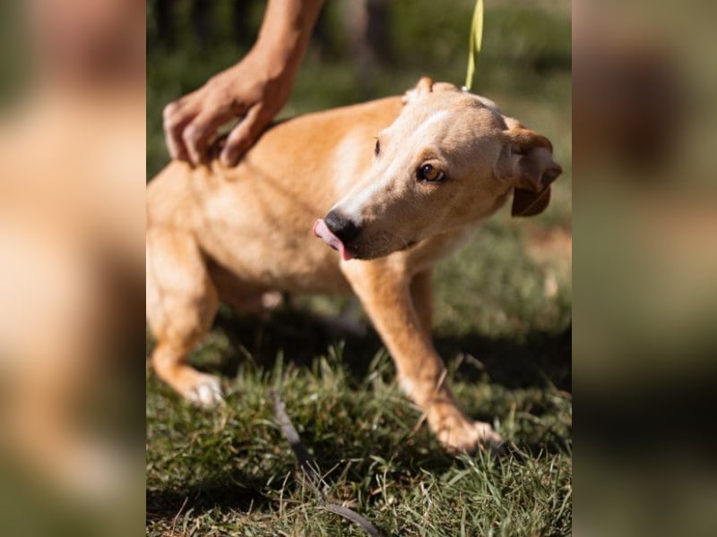 Hachiko ❤️ so lebensfroh und aktiv!