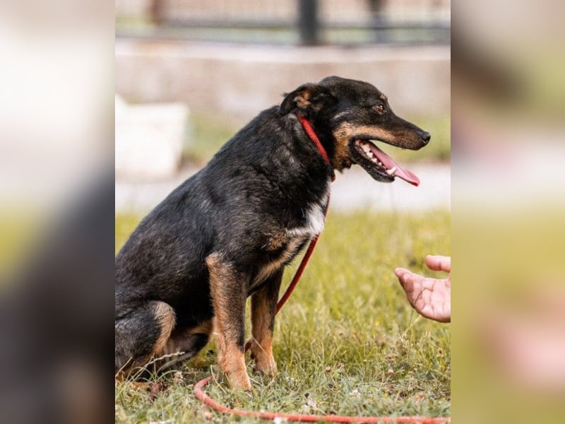 Rio ❤️ freundlicher Herzenshund sucht Familie!