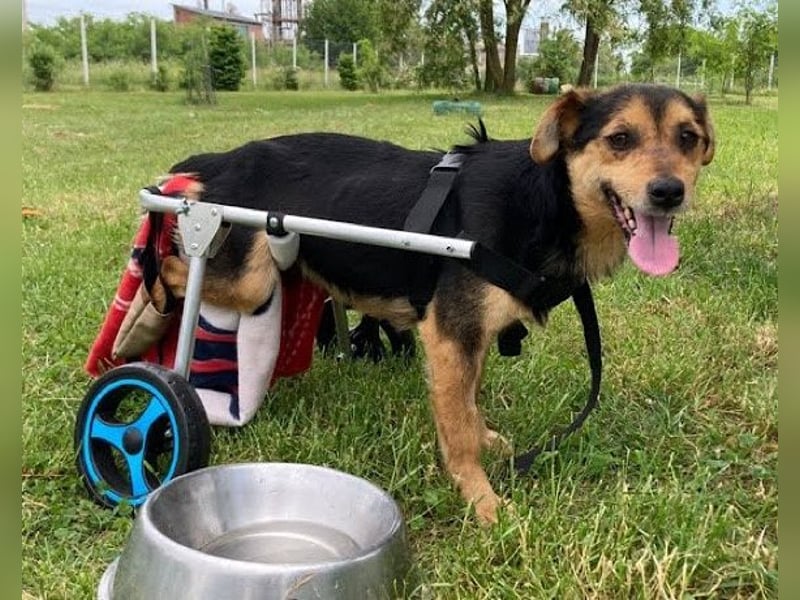 Rollibub ♥ ROBY ♥ aktiv, liebevoll und verschmust