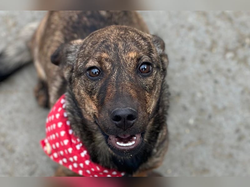 BEA❤️zauberhafte Welpen-Knutschkugel sucht ein liebevolles Zuhause