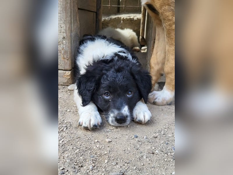 Süße ♥Suki♥ wartet bereits in 32130 Enger auf ihre Für-Immer-Menschen