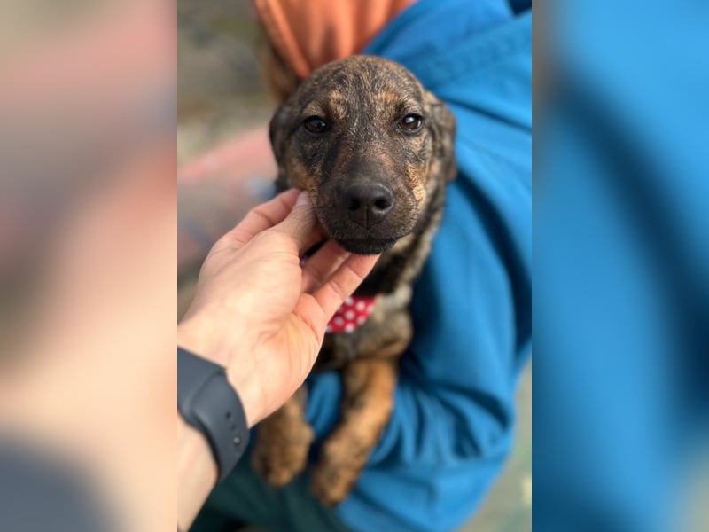 BEA❤️zauberhafte Welpen-Knutschkugel sucht ein liebevolles Zuhause