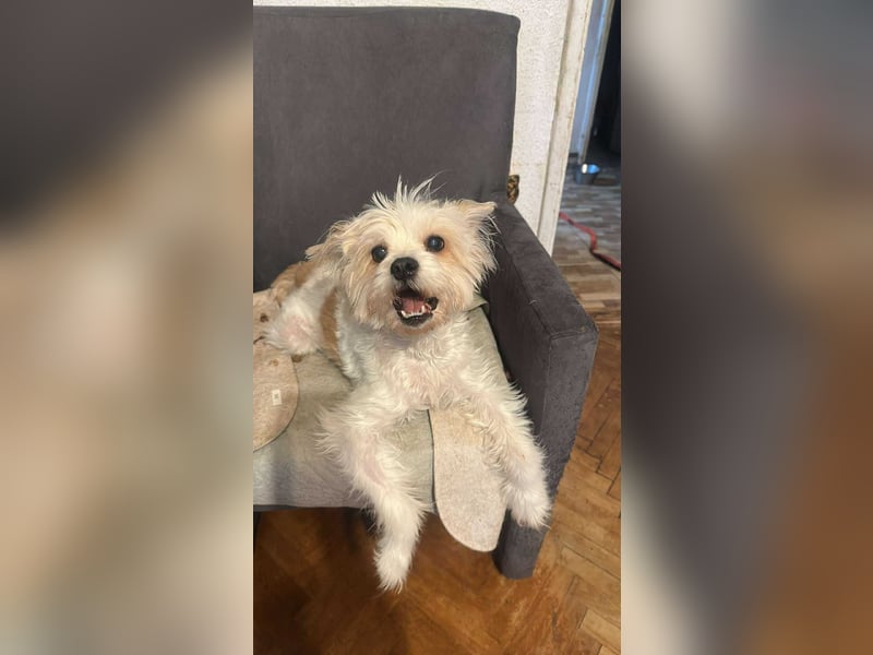 Mily, kleine Seniorin sucht Residenzplätzchen