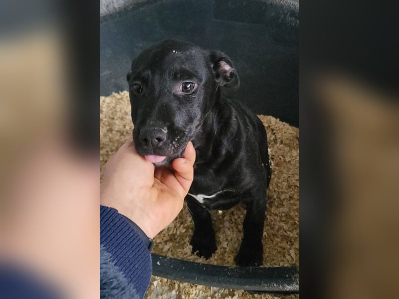 Monty - neugieriger, so lieber kleinerbleibender Hundebub