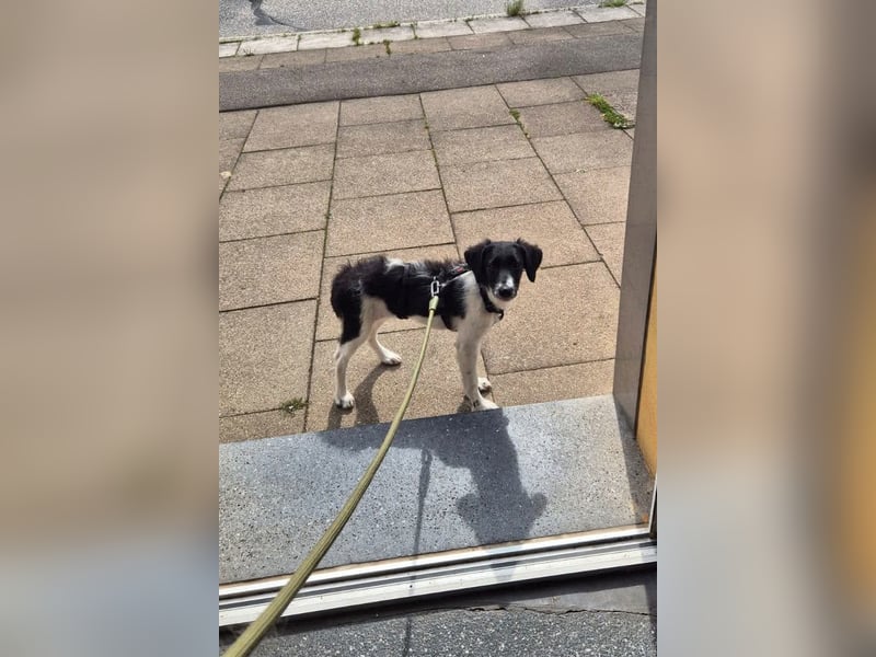 Süße ♥Suki♥ wartet bereits in 32130 Enger auf ihre Für-Immer-Menschen