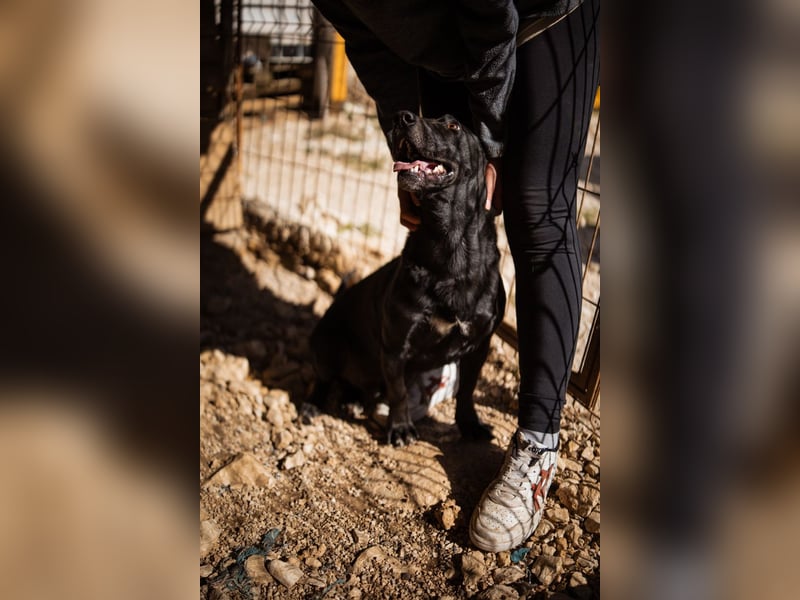 Kajo ❤️ super lieber Bub sucht Zuhause Kajo ❤️ super lieber Bub sucht Zuhause