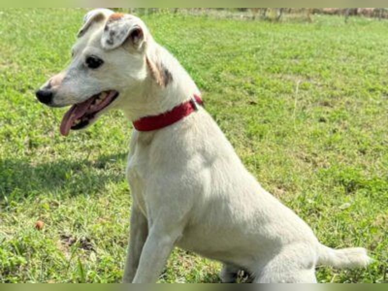 Roki - Jacki-Mix, aktiv, lebensfroh, liebt Menschen