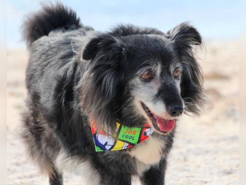 Neno ❤️ vital, neugierig + katzenverträgl.