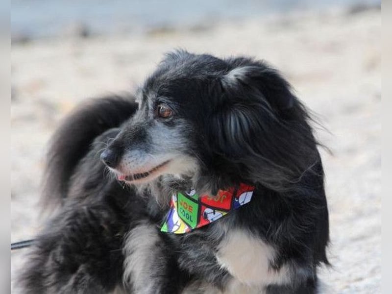 Neno ❤️ vital, neugierig + katzenverträgl.