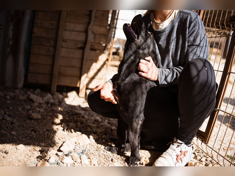 Kajo ❤️ super lieber Bub sucht Zuhause Kajo ❤️ super lieber Bub sucht Zuhause