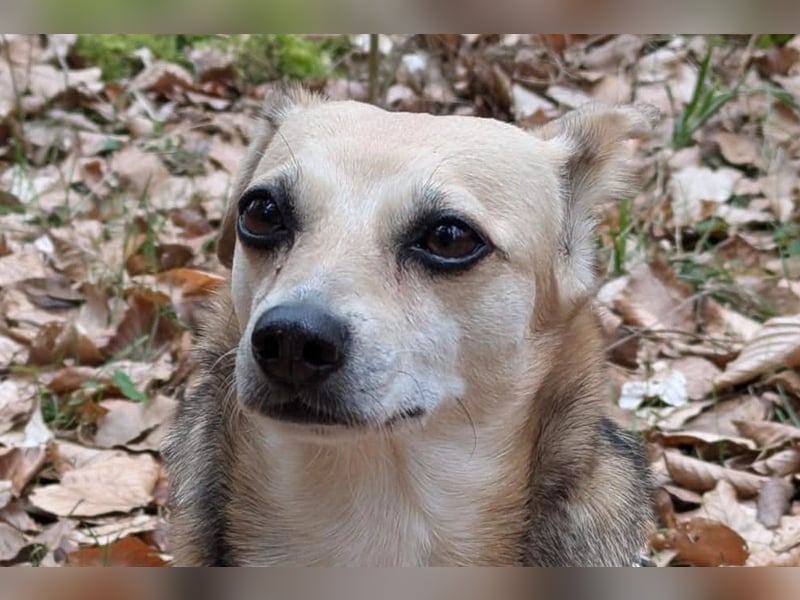 Sanfte ♥ Mirna ♥ wartet schon in 67663 Kaiserslautern auf ihre passende Familie