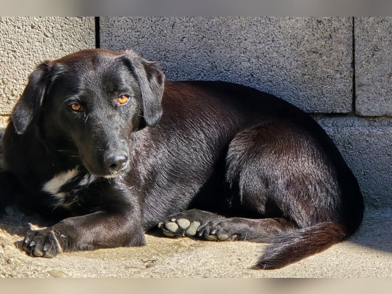 Cassia ♥️ liebe, sensible Fellnase sucht Sicherheit