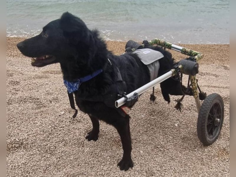 Floyd ❤️ liebenswerter, tapferer Kämpfer Floyd ❤️ liebenswerter, tapferer Kämpfer