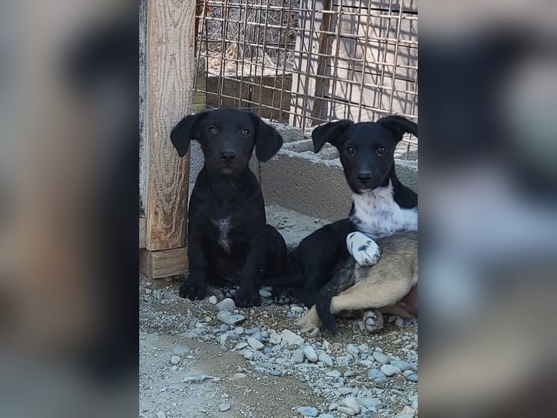 Welpenbub ♥ Spunky ♥ liebenswertes Familienmitglied auf 4 Pfoten