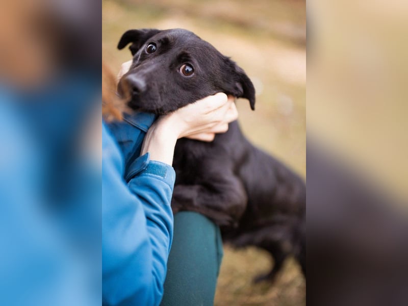 Jungrüde Romy sucht sein Lebensglück