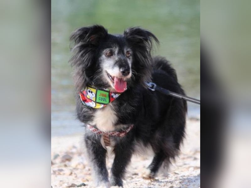 Neno ❤️ vital, neugierig + katzenverträgl.