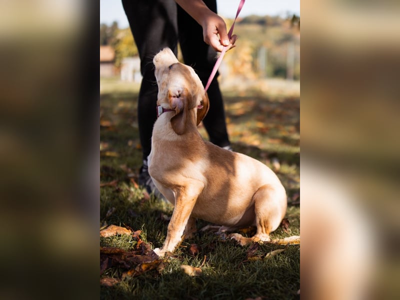 Hachiko ❤️ so lebensfroh und aktiv!