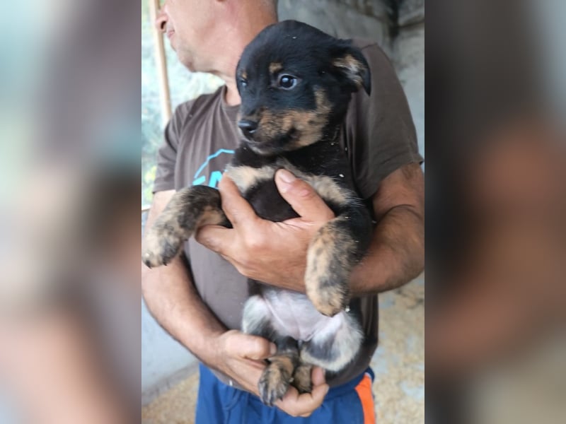 Liebe Babsi ❤️ kleine, süße Schmusemaus!