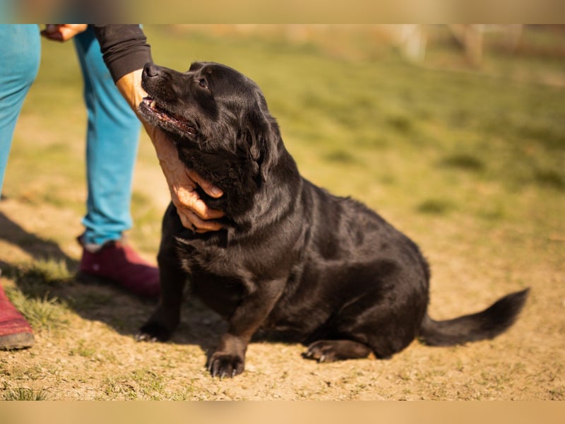 Süße OldLady ♥ Merry ♥ fröhliche, freundliche Hundedame