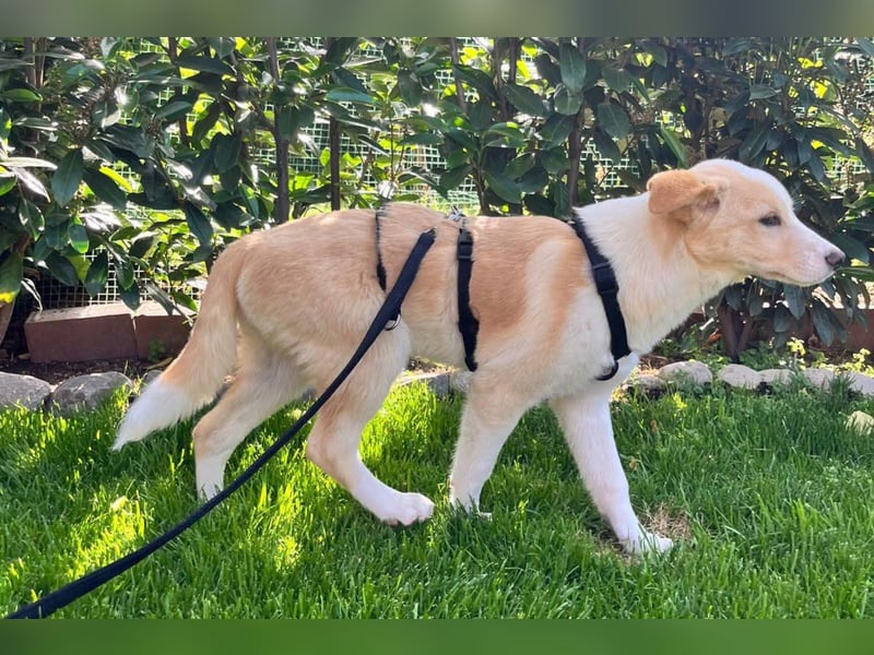 Kleine ♥Tina♥ wartet bereits in 21465 Wentorf auf ihre treuen Für-Immer-Menschen
