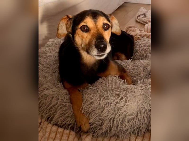 Roby ❤️ aktiver, verschmuster Rollibub Roby ❤️ aktiver, verschmuster Rollibub