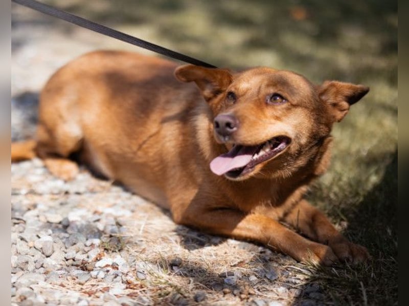 Sanfte SIMBA❤️eine liebevolle Seele - gerettet und bereit fürs Glück!