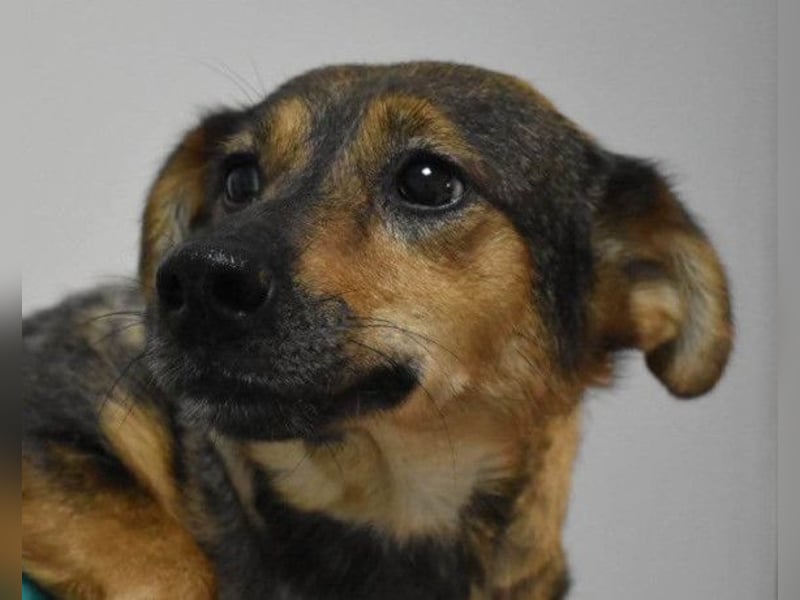 KENAI❤️kleine Kämpferin mit großem Herz & katzenverträglich