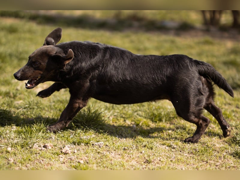 Freundlicher ♥Grom♥ kleiner, sozialer Rüde