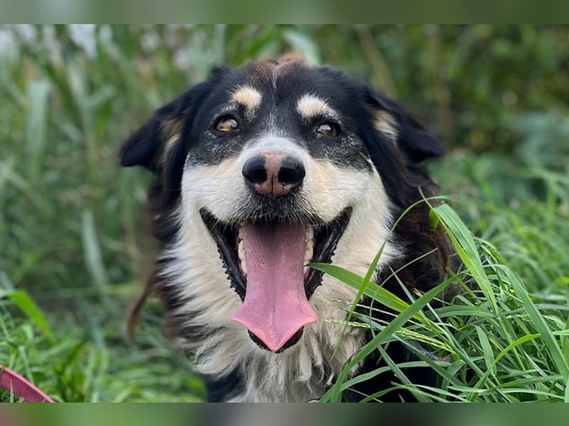 Lucy ❤️ offene, neugierige, so liebe Hundedame