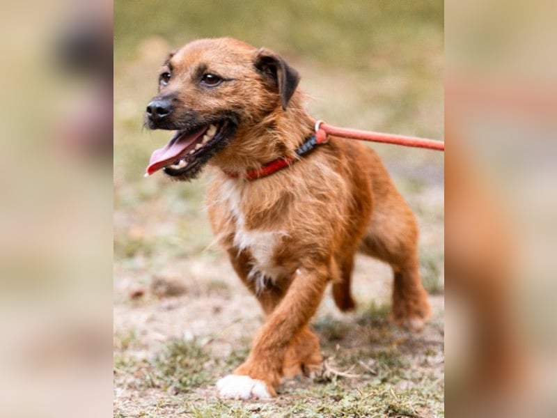 Bentley ❤️ kleiner, verspielter Lausbub!