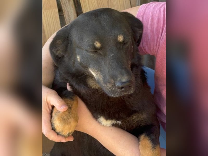 YARINA❤️zarte Hundedame: Lieb. Klug. Lernwillig.