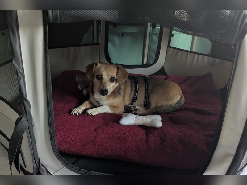 Sanfte ♥ Mirna ♥ wartet bereits in 67663 Kaiserslautern auf ihre Für-Immer-Familie