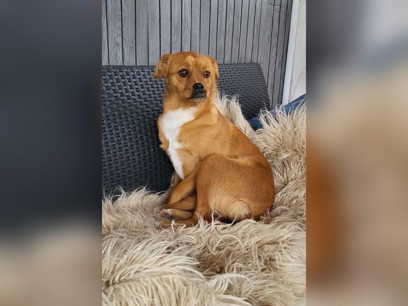Liebste ♥Luna♥ klein, fein, stubenrein, wartet schon in 02625 Bautzen