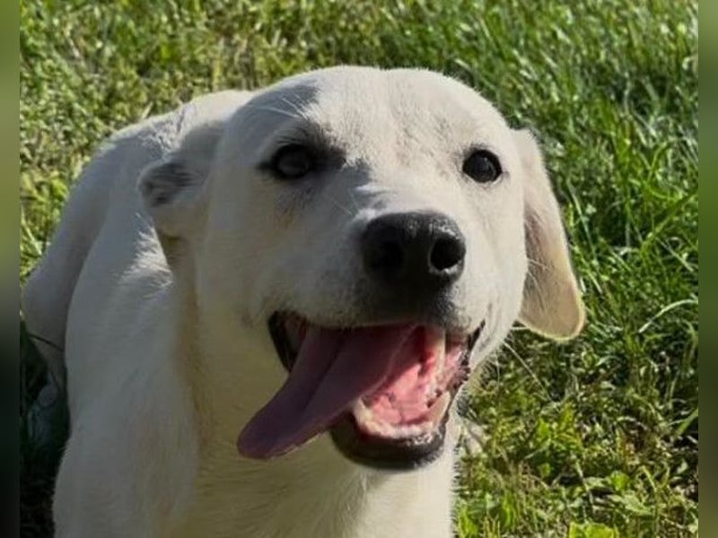 Belle ❤️ süßes, verspieltes Hundemädchen Belle ❤️ süßes, verspieltes Hundemädchen