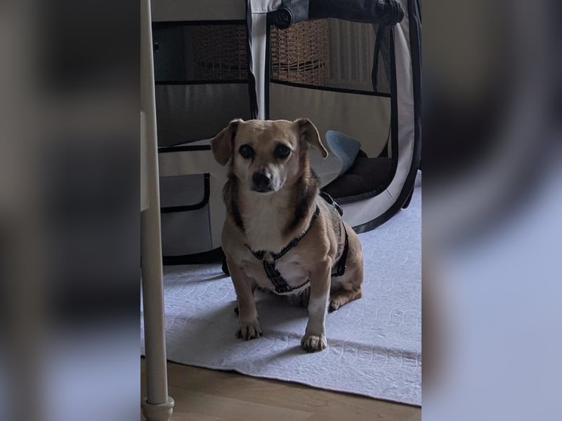 Sanfte ♥ Mirna ♥ wartet schon in 67663 Kaiserslautern auf ihre passende Familie