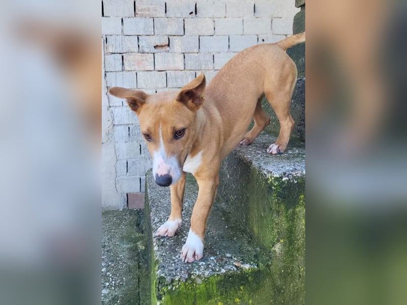 Aurelia ❤️ aufgeweckte, so fröhliche Maus