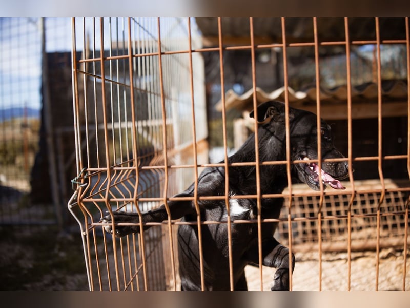 Kajo ❤️ super lieber Bub sucht Zuhause