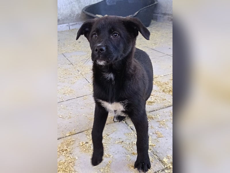 süße LIA❤️kleines Energiebündel sucht ein Für-Immer-Körbchen