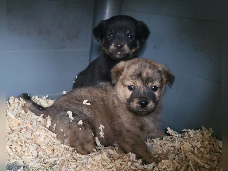 Timmy ❤️ junger, aktiver, so lieber Bub!