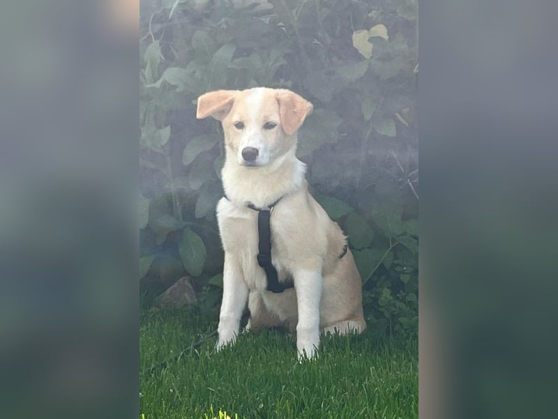 Kleine ♥Tina♥ wartet bereits in 21465 Wentorf auf ihre treuen Für-Immer-Menschen