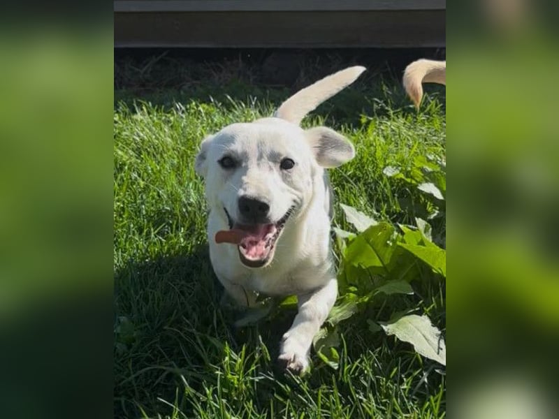 Belle ❤️ süßes, verspieltes Hundemädchen Belle ❤️ süßes, verspieltes Hundemädchen