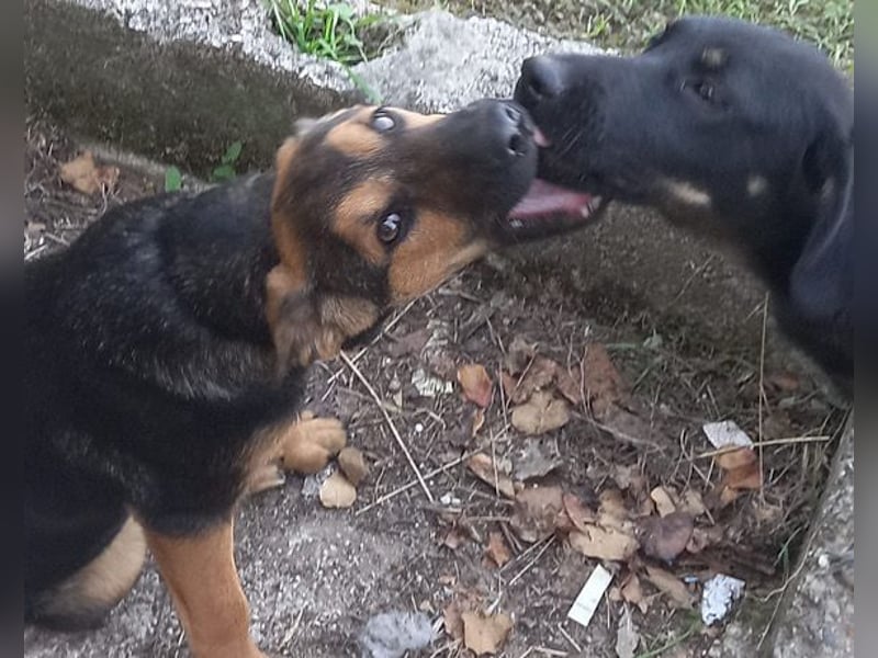 YARINA❤️zarte Hundedame: Lieb. Klug. Lernwillig.