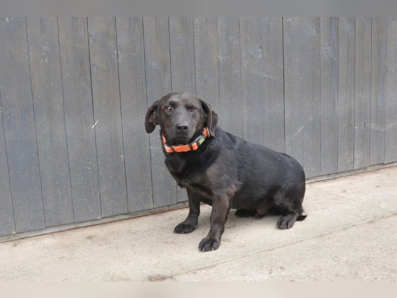 Freundlicher ♥Grom♥ kleiner, sozialer Rüde